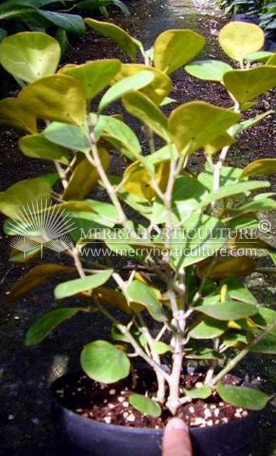 Ficus deltoidea 1